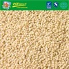 Sorghum