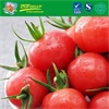 Fresh Cherry Tomatoes Have Good Taste