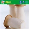 Good Grade Fresh Pleurotus Eryngii