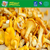 Frozen IQF Chanterelle From China