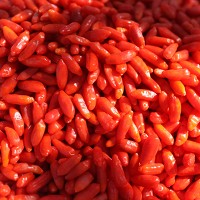 New Crop Good Grade IQF GoJi Berry