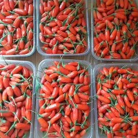 IQF Goji Berry
