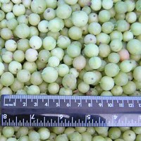 IQF Gooseberry