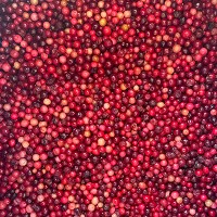 Frozen Lingonberry