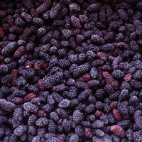Frozen fruits IQF Mulberry