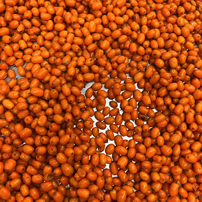 Frozen Seabuckthorn