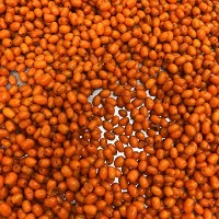 Frozen Seabuckthorn