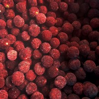 Delicious IQF Yumberry