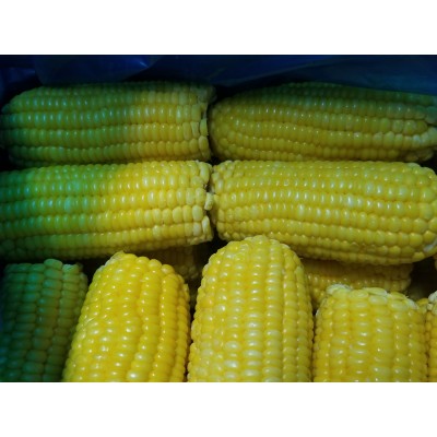 New Season IQF Sweet Whole Corn Cobs