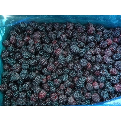 Frozen fruits IQF black berry